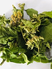 Calea Zacatechichi Mexican Dream Herb 100% Organic Ceylon Herbal Tea