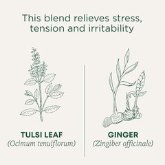 Traditional Medicinals Bagged Tea Tulsi With Ginger 16 Tea Bags 16 Bag