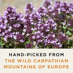 Organic Wild Thyme Tea – Caffeine Free Herbal Tea – Pharmacopoeia Potency