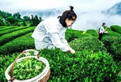 Black Tea 280g 羊楼洞青砖茶