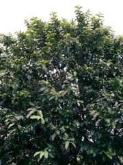 110 PC’S FRESH ORGANIC GUAVA LEAVES TEXAS GROWN GREEN Tea Hojas de Guayaba