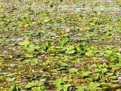 Ceylon Dried Blue Lotus Nymphaea Caerulea 100% Organic Herbal Hand Picked Flower