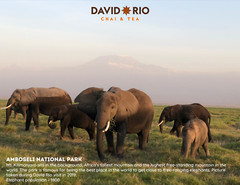 David Rio Elephant Vanilla Chai, Bulk, 4lb. Bag, New.