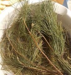10 Pc LOT:BUY 3 GET 1 FREE Organic EASTERN WHITE Pine Needle Tea Bags Fresh Tree