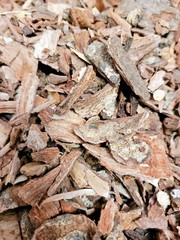 Cuachalalate