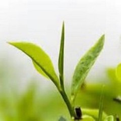 Decaffeinated Sencha Green leaf tea 8oz