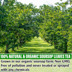 KEYXE – USDA Organic Soursop Graviola Leaves Tea 50 Bags. Non-Gmo Verified , 100