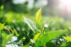 Pure Ceylon Finest Green Tea Weight Loss Natural Beverage, Free Shipping