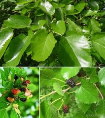 Mulberry Leaf Tea 120 Tea Bags Thai Herbal Natural Thanyaporn Free Shipping