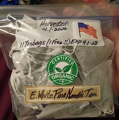 10 Pc LOT:BUY 3 GET 1 FREE Organic EASTERN WHITE Pine Needle Tea Bags Fresh Tree