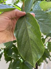 Lower Blood sugar naturally 20 fresh Organic Persimmon leaves for tea. Large