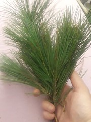 10 Pc LOT:BUY 3 GET 1 FREE Organic EASTERN WHITE Pine Needle Tea Bags Fresh Tree