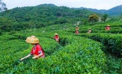 50-500g Natural Organic Sencha Green Tea Sencha Loose Leaf Green Tea
