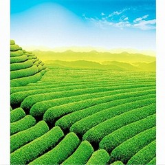 Super Jin Xuan Milk Oolong Tea 50g High Quality Green Tea Chinese Milk Tea