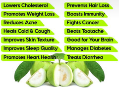110 PC’S FRESH ORGANIC GUAVA LEAVES TEXAS GROWN GREEN Tea Hojas de Guayaba