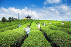 50-500g Natural Organic Sencha Green Tea Sencha Loose Leaf Green Tea