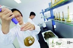 Top Grade 100% Purely Natural Organic Folium Mori Extract Powder Mulberry Powder