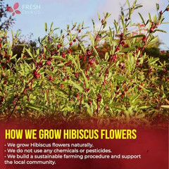 , Premium 140 Hibiscus Flowers Tea Bags, 100% Natural, Handmade & Pure from Hibi