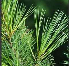 10 Pc LOT:BUY 3 GET 1 FREE Organic EASTERN WHITE Pine Needle Tea Bags Fresh Tree