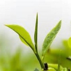 Sweet Orange Natural flavor 8oz flavored China black leaf tea