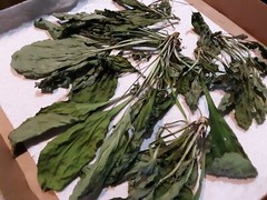1 Cup Air Dried Broadleaf Plantain(whole plant); For Herbal Tea/Tincture/Salve.