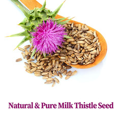– Milk Thistle Tea Bags, 40 Teabags, 3G/Bag – Natural Milk Thistle Seed