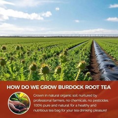 75 Count Burdock Root Tea Bags Natural Detox, Liver Support, Digestion Aid