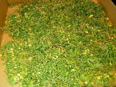 1 Cup Dried Common Chickweed For Tea or Salva.US grown.