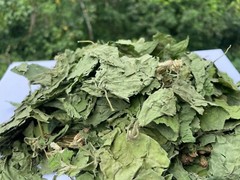 Calea Zacatechichi Mexican Dream Herb Lucid Dream Pure Dried Leaves Herbal Tea