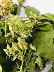 Calea Zacatechichi Mexican Dream Herb 100% Organic Ceylon Herbal Tea