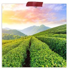 Fermentaholics USDA Certified Organic Loose Leaf Gunpowder Green Tea – 4 oz