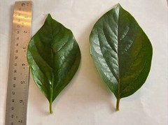 Lower Blood sugar naturally 20 fresh Organic Persimmon leaves for tea. Large
