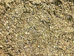 No.31 Mix – Clove Coltsfoot Skullcap Spearmint Mullein Lavender Raspberry Leaf