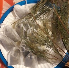 10 Pc LOT:BUY 3 GET 1 FREE Organic EASTERN WHITE Pine Needle Tea Bags Fresh Tree