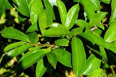 Organic Combo Soursop 100% Pure Leaves Tea Pack of 30 Bags &Soursop Leaves 100 g