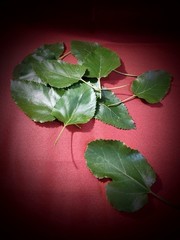 Mulberry Leaf TEA Organic Herbal Loose Dry LEAF 4 Oz