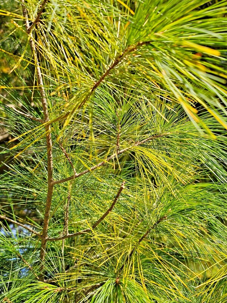 White Pine Tea Needles Organic Infusion Fresh Picked Wild Wisconsin Grown