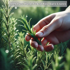 ULTHMOK Rosemary Tea Bags 100 Count Pure Natural Caffeine Free Herbal Tea