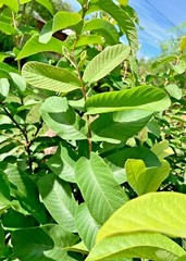 110 PC’S FRESH ORGANIC GUAVA LEAVES TEXAS GROWN GREEN Tea Hojas de Guayaba