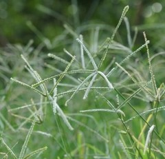 Ayurvedic Dry paragis plant and Powder Eleusine indica Goose Grass 100gr