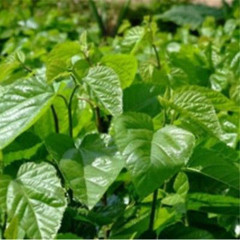 50g Natural Dried Mulberry Leaf Tea Mulberry Leaves Tea Chinese Herbal Detox Tea