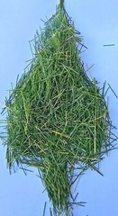 White Pine Tea Needles Organic Infusion Fresh Picked Wild Wisconsin Grown