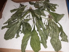 1 Cup Air Dried Broadleaf Plantain(whole plant); For Herbal Tea/Tincture/Salve.