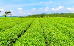 Mulberry Leaf Tea Blood Pressure Chinese Herb Detox Tea Green Food Slimming Tea
