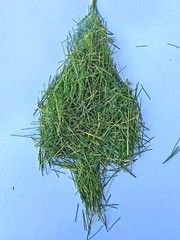 White Pine Tea Needles Organic Infusion Fresh Picked Wild Wisconsin Grown