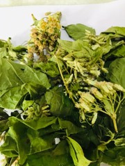 Calea Zacatechichi Mexican Dream Herb 100% Organic Ceylon Herbal Tea