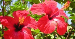 5 LB 100% Premium Dried Rough Cut Hibiscus Flowers Tea,Jaimaica Tea