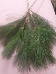 10 Pc LOT:BUY 3 GET 1 FREE Organic EASTERN WHITE Pine Needle Tea Bags Fresh Tree