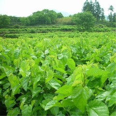 50g Natural Dried Mulberry Leaf Tea Mulberry Leaves Tea Chinese Herbal Detox Tea