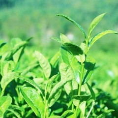 250g Chinese Oolong Tea Tikuanyin Green Tea Anxi Tie Guan Yin Natural Organic 乌龙